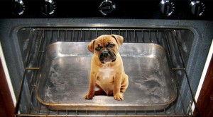 DogInOven